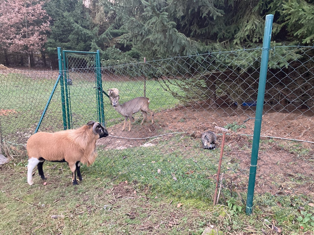 Přišla se na něj podívat už i srnečka Pipi