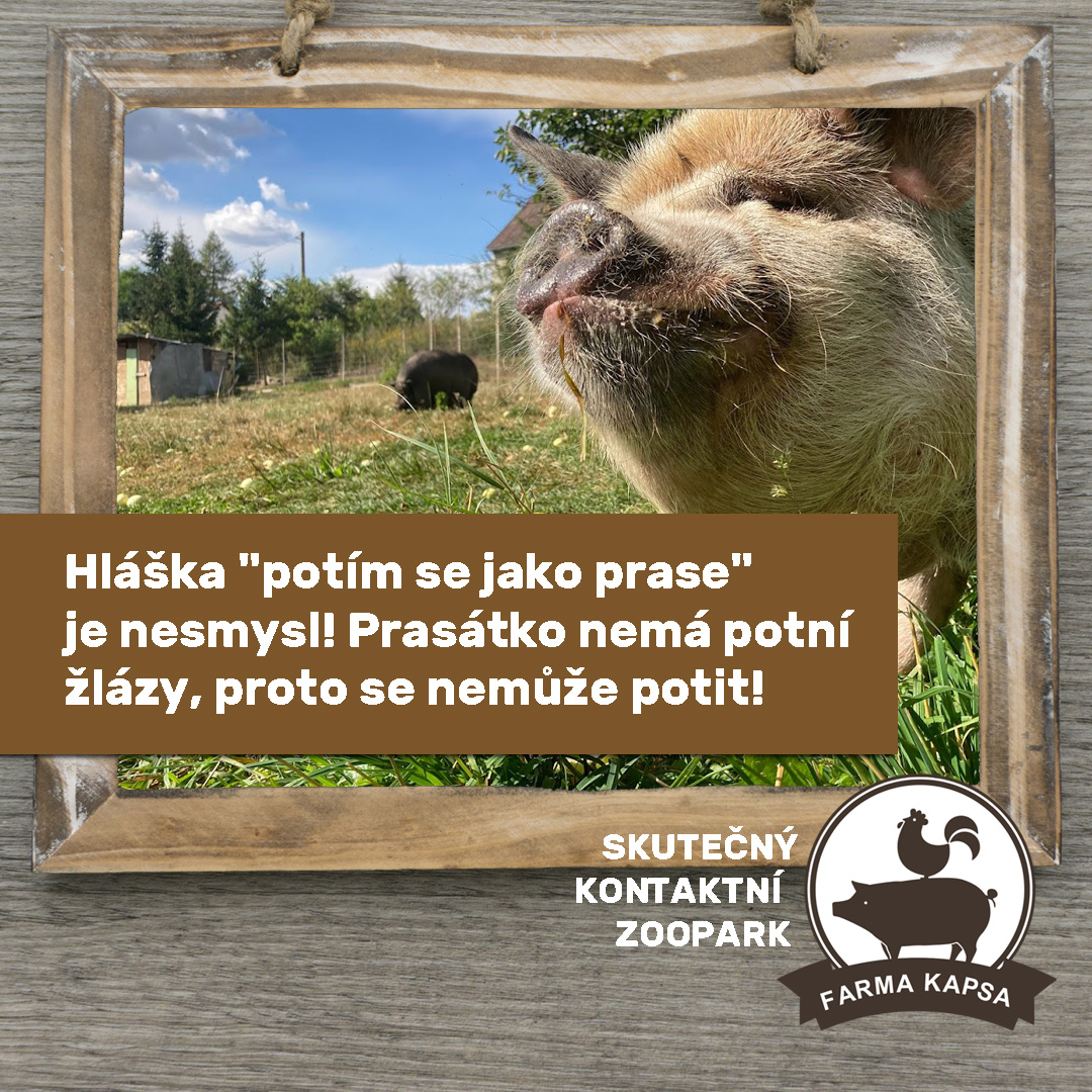 Farma Kapsa prasátko Píďa