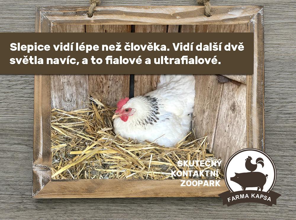 Farma Kapsa slepičky