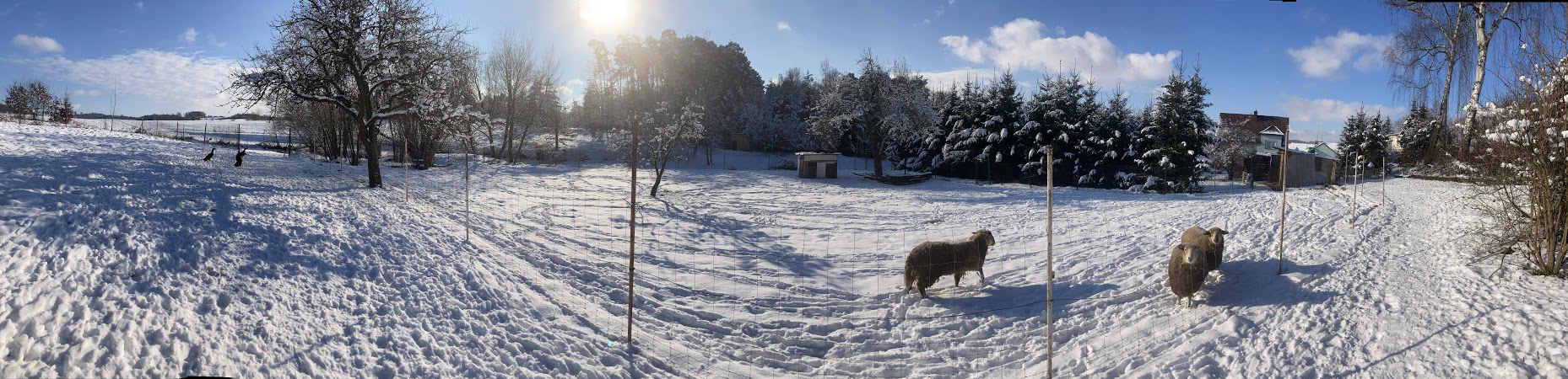 ovečky v zimě